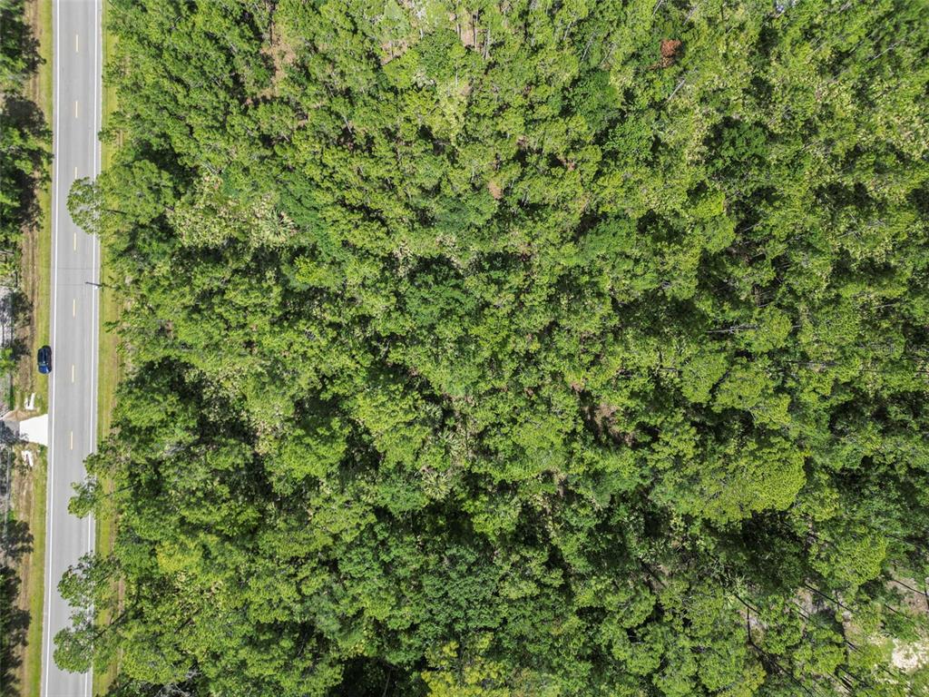 5875 Mahogany Boulevard Bunnell, FL 32110 - Photo 19 of 19 a view of a lush green forest with a tree
