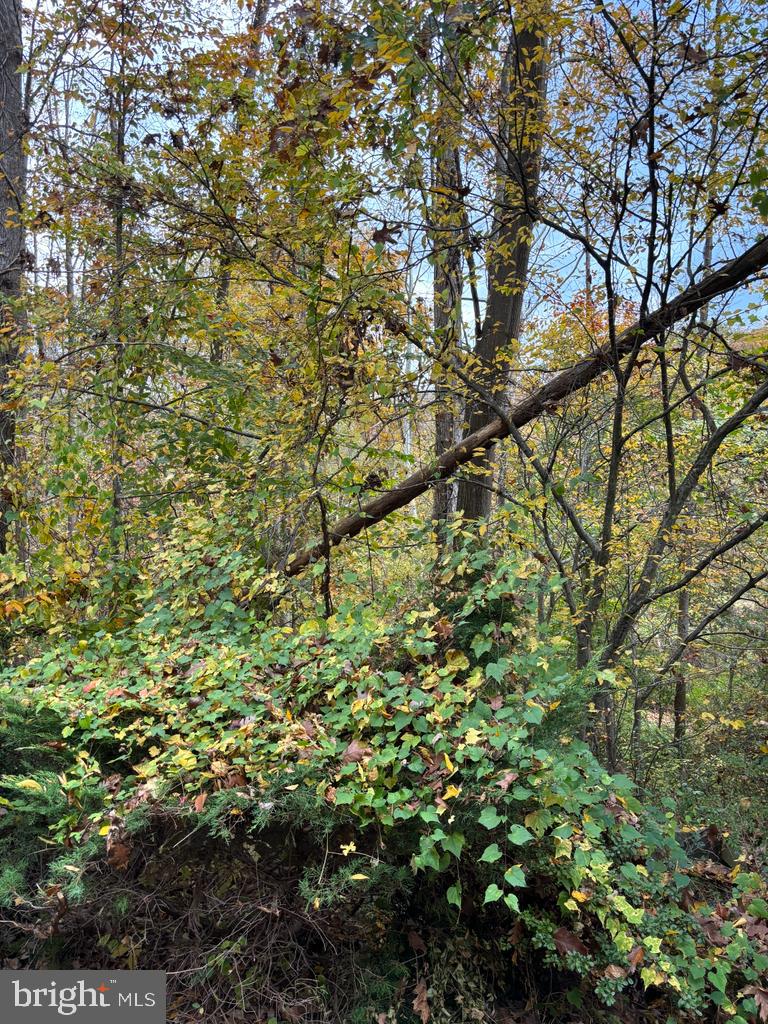 6803 Wild Rose Court Springfield, VA 22152 - Photo 46 of 49 a view of a tree