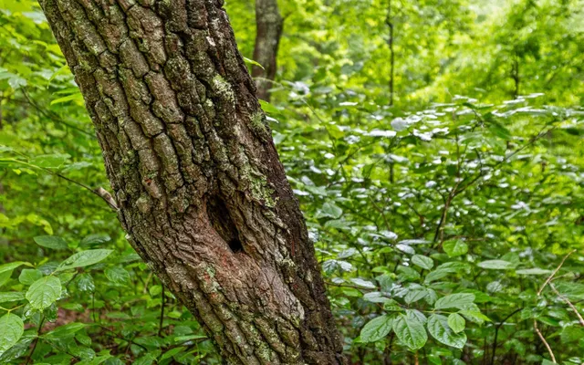 a view of a lush green forest