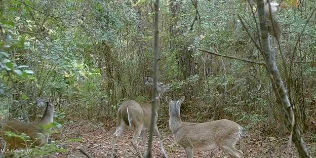 $394,900 | 0 Yankee Town Road, Saucier, MS 39574