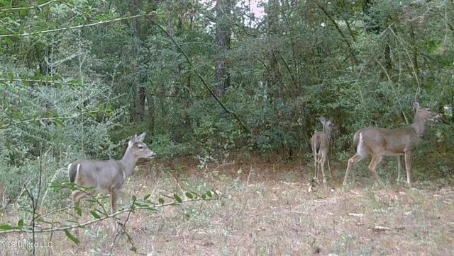 $394,900 | 0 Yankee Town Road, Saucier, MS 39574