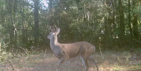 $374,000 | 0 Yankee Town Road, Saucier, MS 39574