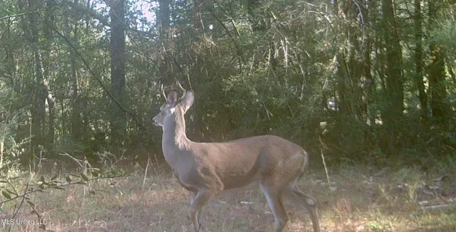 $394,900 | 0 Yankee Town Road, Saucier, MS 39574