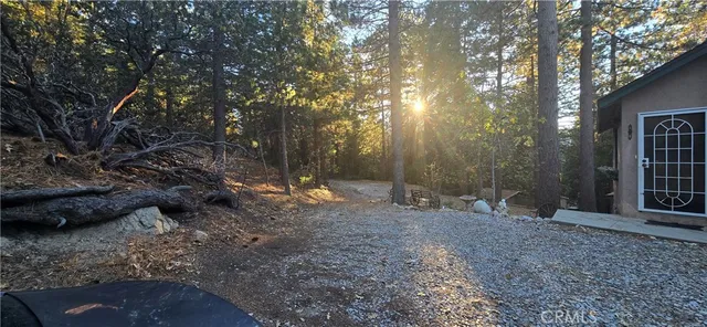 a view of a yard with lots of trees