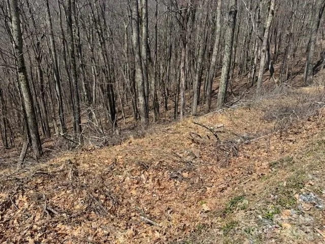 a view of trees with trees in front of it