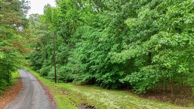 a view of a yard with plants and a small yard