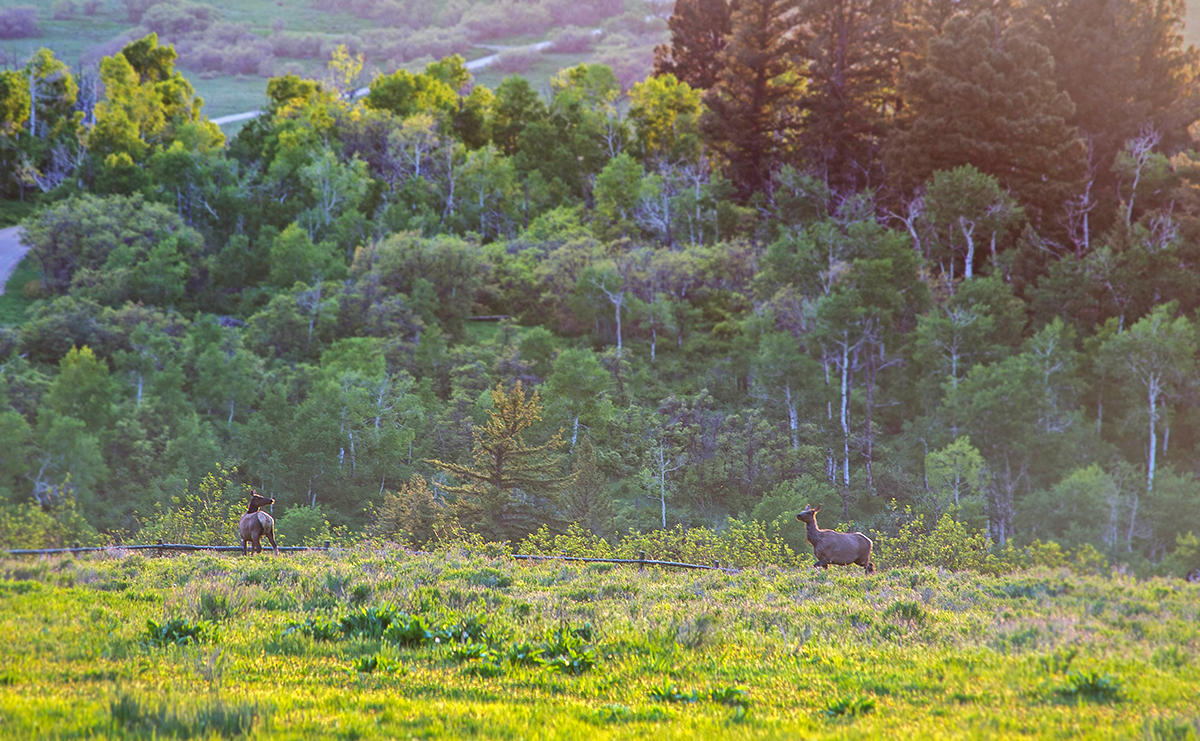 3520 County 58P Road Placerville, CO 81430 - Photo 11 of 76 a view of a backyard of the house