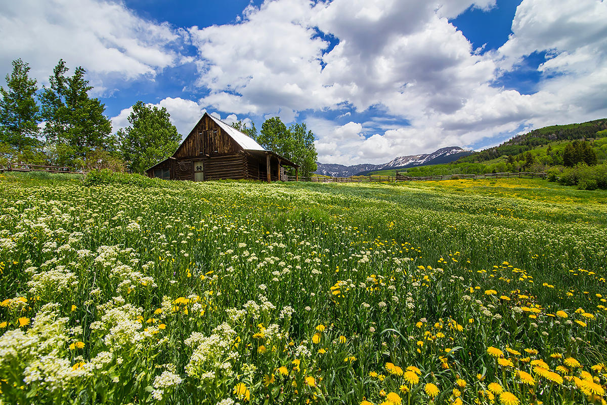 3520 County 58P Road Placerville, CO 81430 - Photo 3 of 76 a view of a garden with plants and a bench