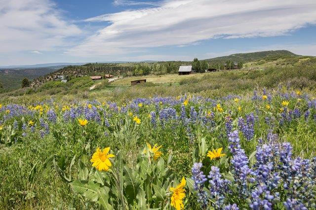 3520 County 58P Road Placerville, CO 81430 - Photo 51 of 76 Summer wildflowers