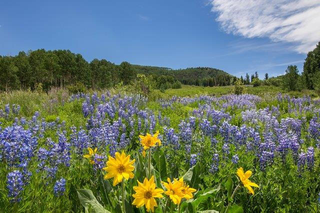 3520 County 58P Road Placerville, CO 81430 - Photo 52 of 76 a view of a lake with a house in a background