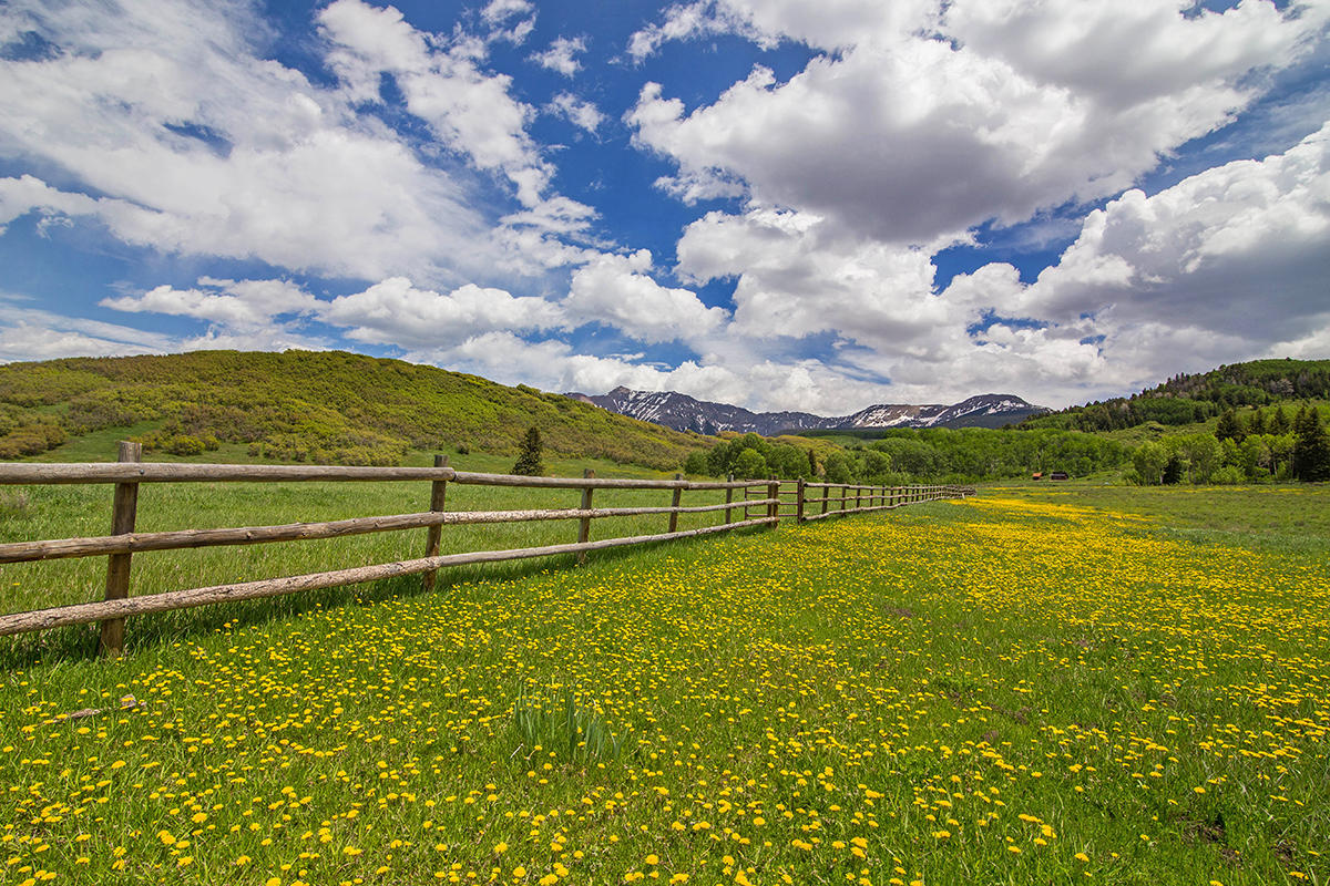 3520 County 58P Road Placerville, CO 81430 - Photo 6 of 76 Fenced Pasture