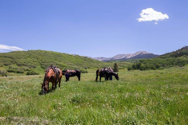 3520 County 58P Road Placerville, CO 81430 - Photo 63 of 76 Horses in summer