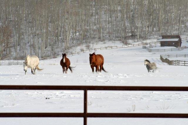 3520 County 58P Road Placerville, CO 81430 - Photo 69 of 76 a view of open kitchen with two white appliances