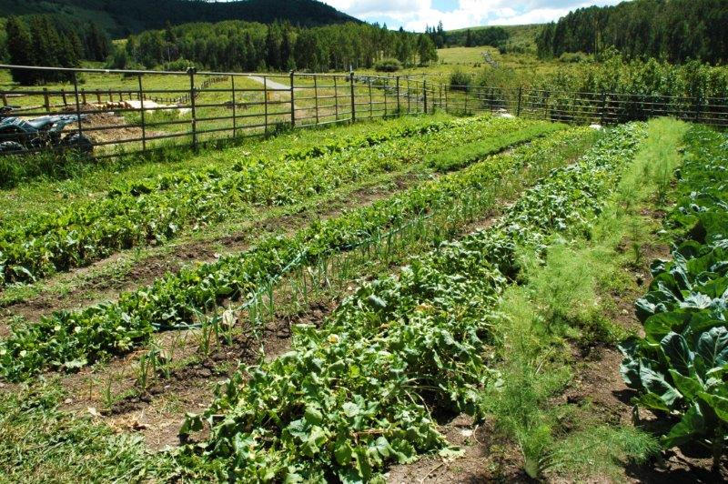 3520 County 58P Road Placerville, CO 81430 - Photo 71 of 76 a view of a garden with a bench
