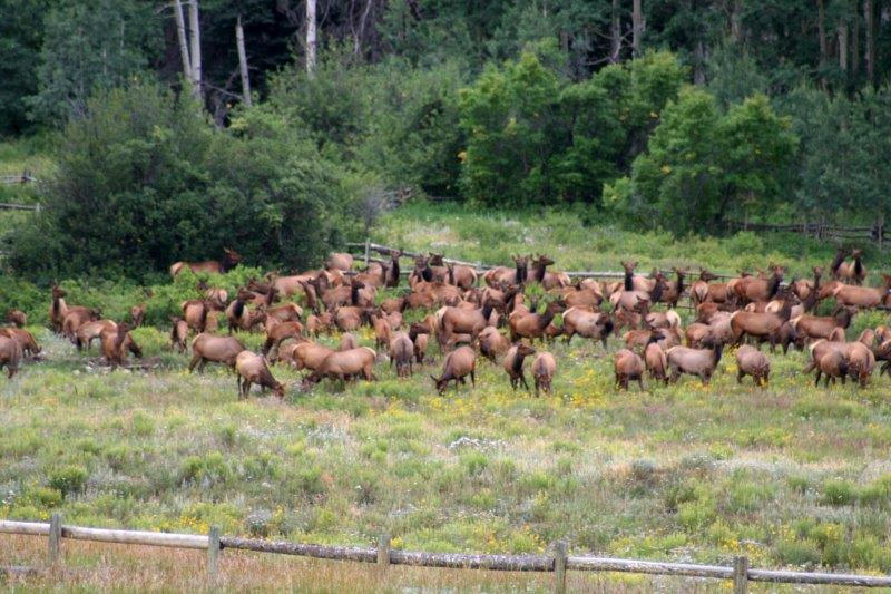 3520 County 58P Road Placerville, CO 81430 - Photo 72 of 76 A herd of elk are regularly seen