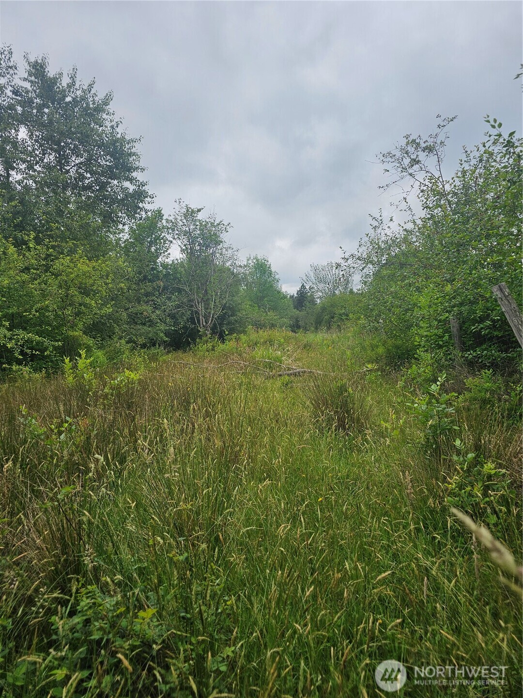 a view of a lush green space
