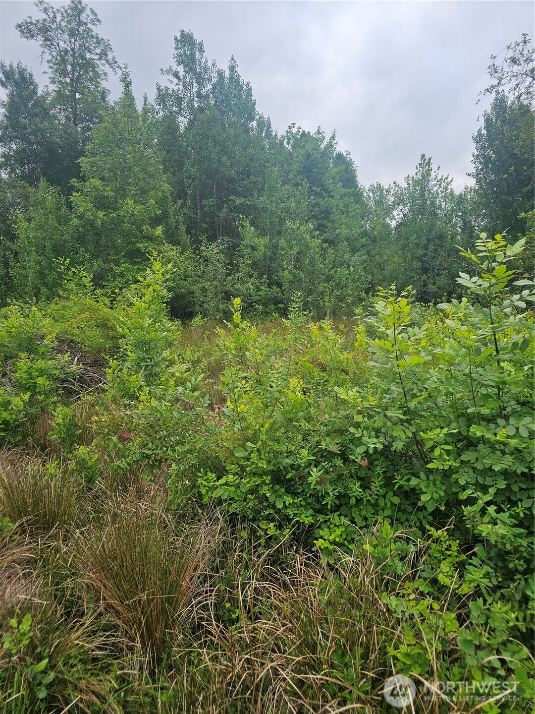 565 Oyler Road Toledo, WA 98591 - Photo 7 of 10 a view of a lush green forest with large trees