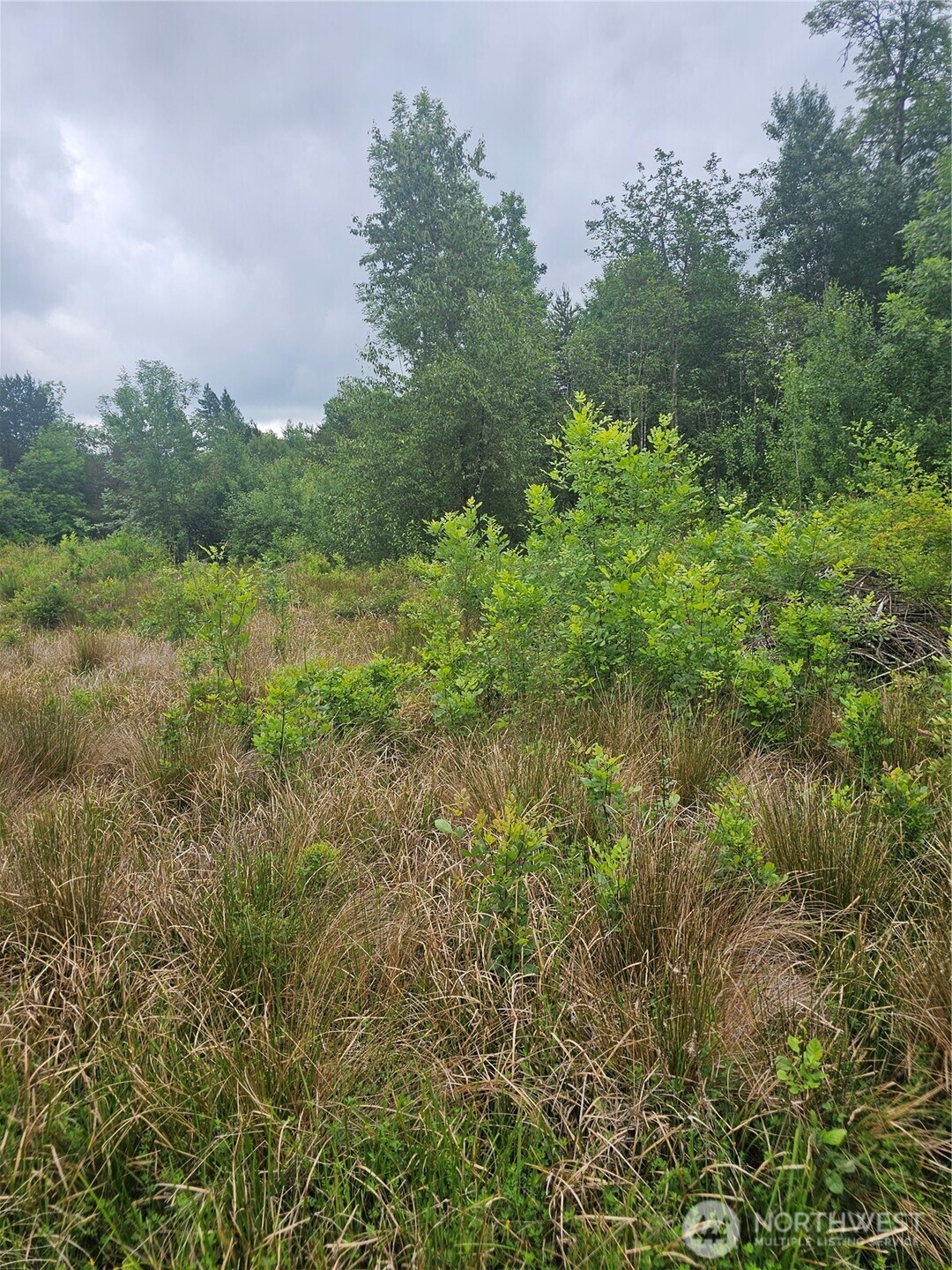 565 Oyler Road Toledo, WA 98591 - Photo 8 of 10 a view of a green field with lots of bushes