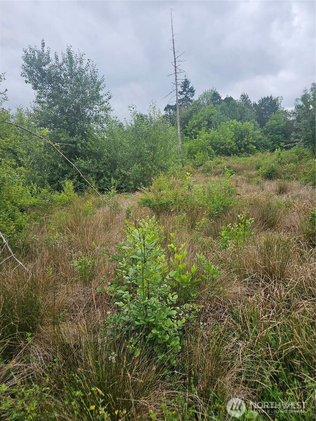 565 Oyler Road Toledo, WA 98591 - Photo 9 of 10 a view of a garden with a tree