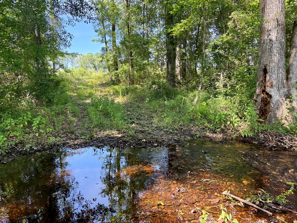60-acres Hutton Road Hartford, AL 36344 - Photo 16 of 31