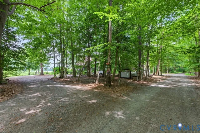 a view of a forest with trees in the background
