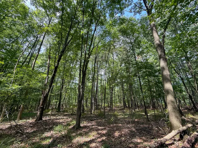 $249,000 | 39-acres North Pingree Road, Alma, MI 48801