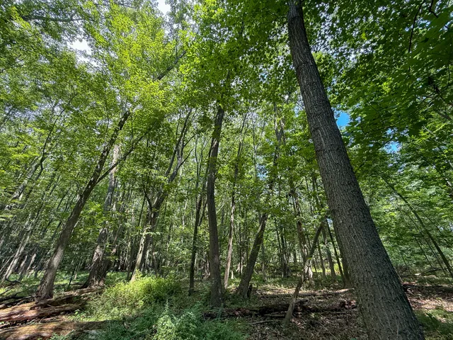 $249,000 | 39-acres North Pingree Road, Alma, MI 48801