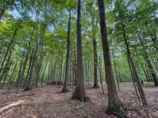 $249,000 | 39-acres North Pingree Road, Alma, MI 48801