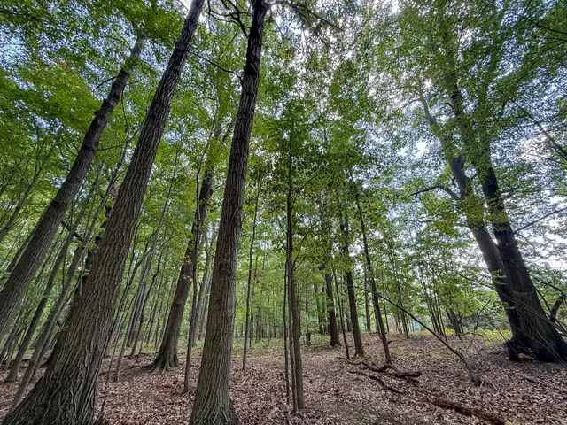 $249,000 | 39-acres North Pingree Road, Alma, MI 48801