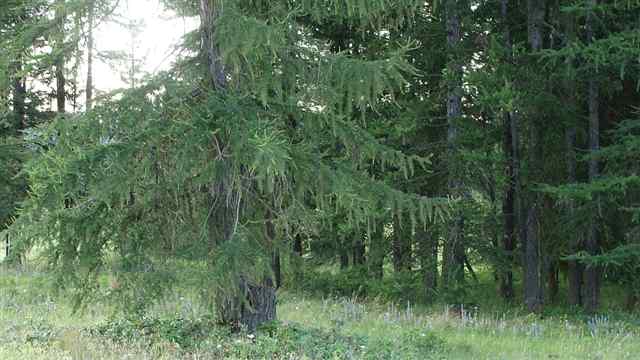 4516 Whittier Road Clayton, WA 99110 - Photo 3 of 4