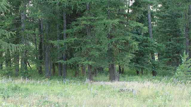4516 Whittier Road Clayton, WA 99110 - Photo 4 of 4