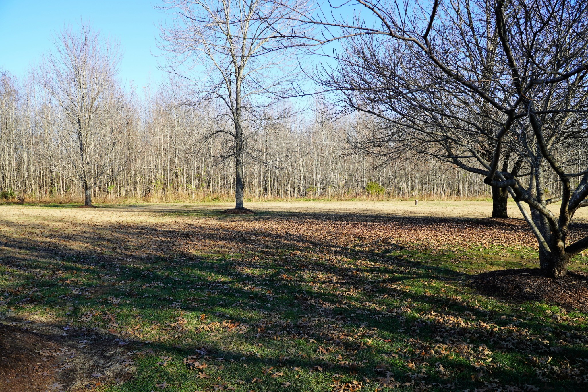 680 Howell Hill Road Flintville, TN 37335 - Photo 46 of 48 a view of outdoor space with trees