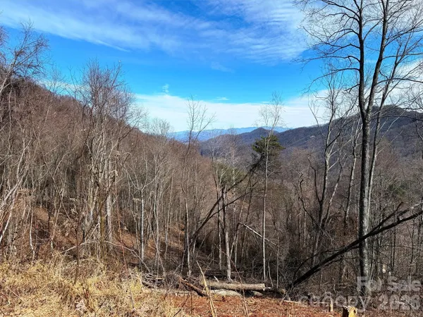 a view of forest