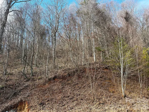 a view of a forest with trees in the background