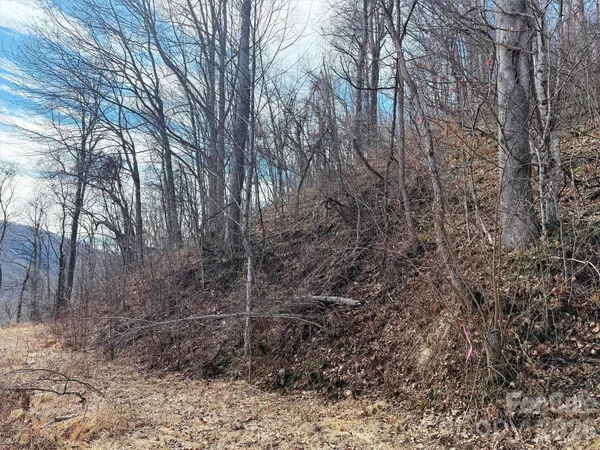 a view of a yard in a forest