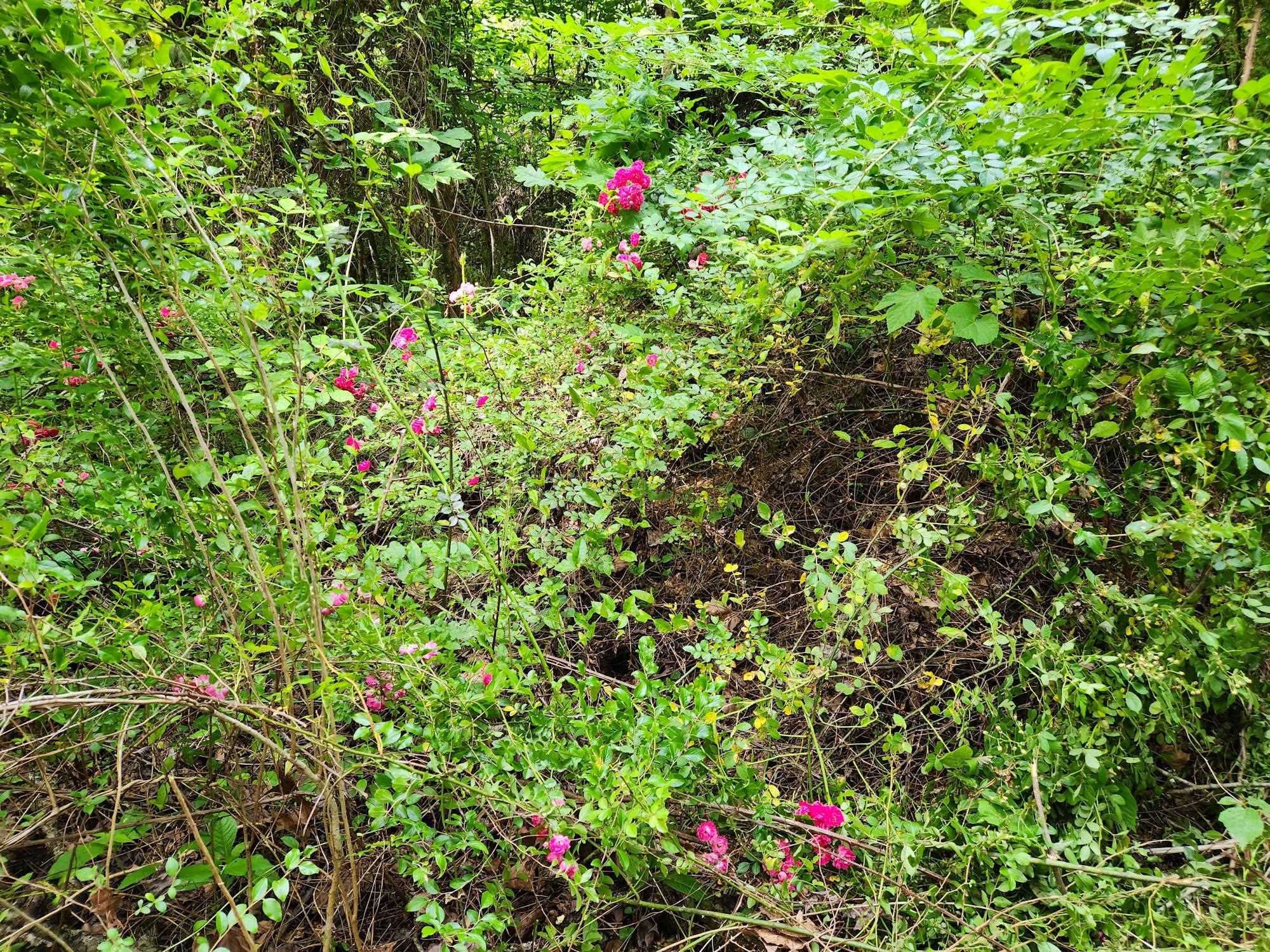 0 Clay Hollow Road Rush, KY 41168 - Photo 29 of 50 Gallery Image 29