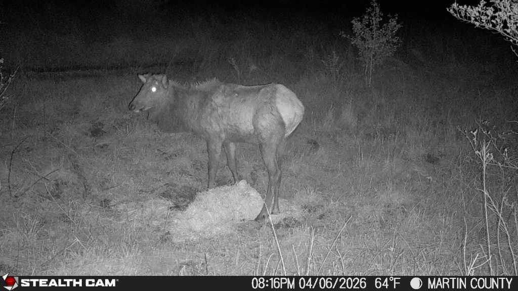 9074 Wolf Creek Road Pilgrim, KY 41250 - Photo 123 of 133 Elk