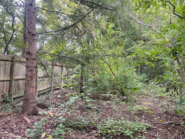 a view of a yard with plants and large trees