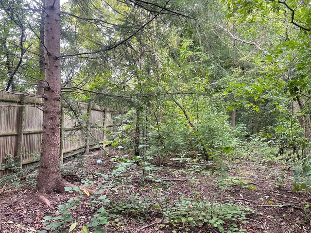 a view of a yard with plants and large trees
