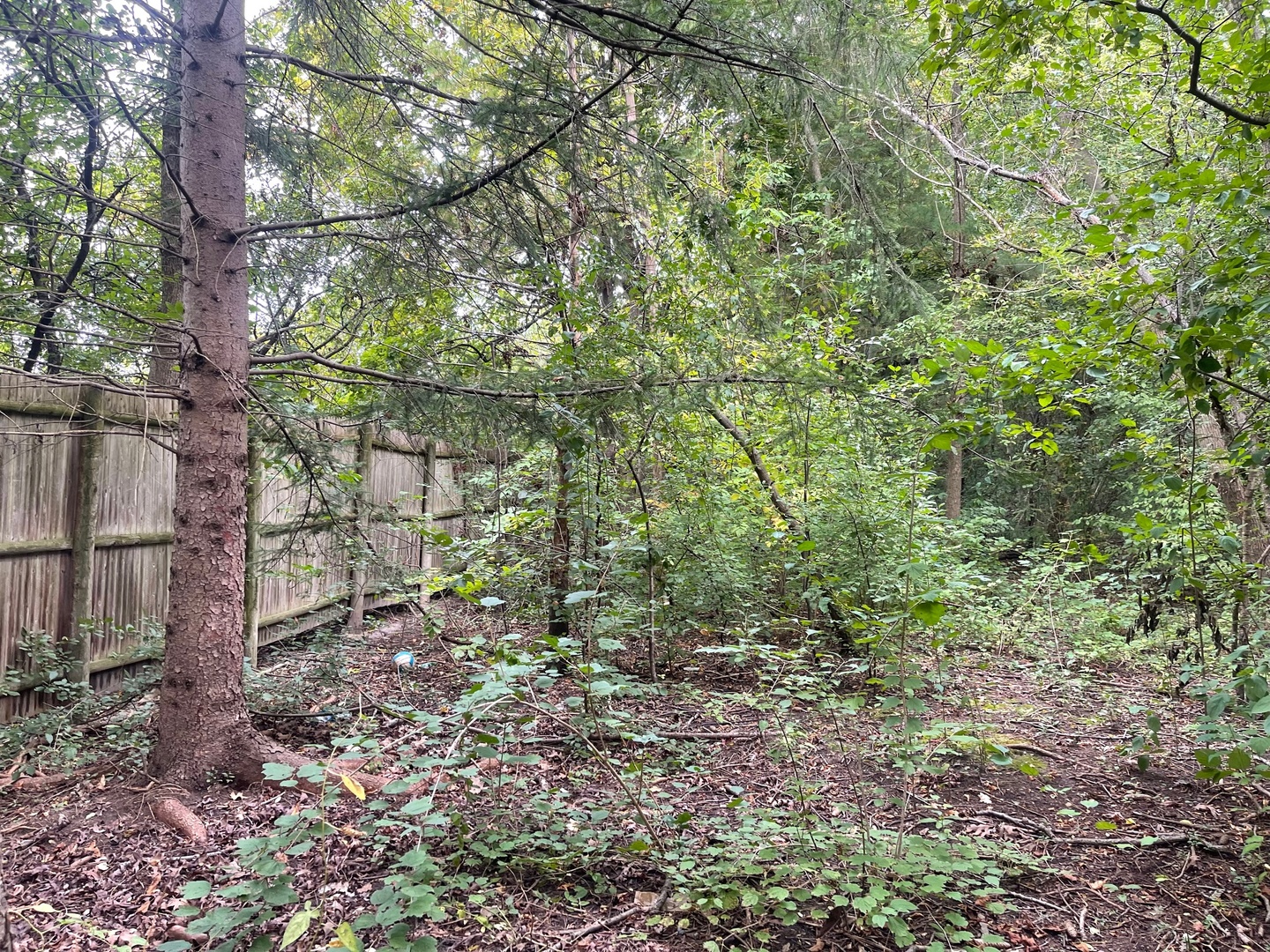 a view of a yard with plants and large trees