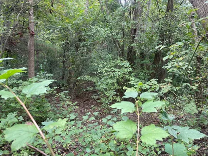 a plant view in yard
