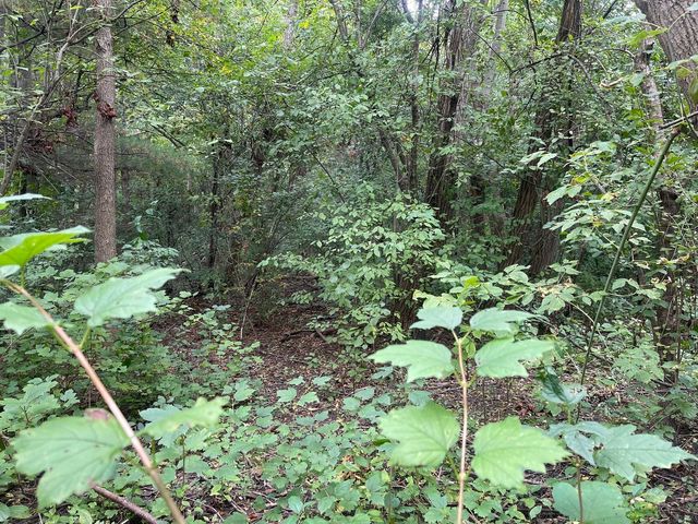 a plant view in yard