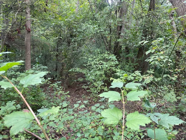 a plant view in yard
