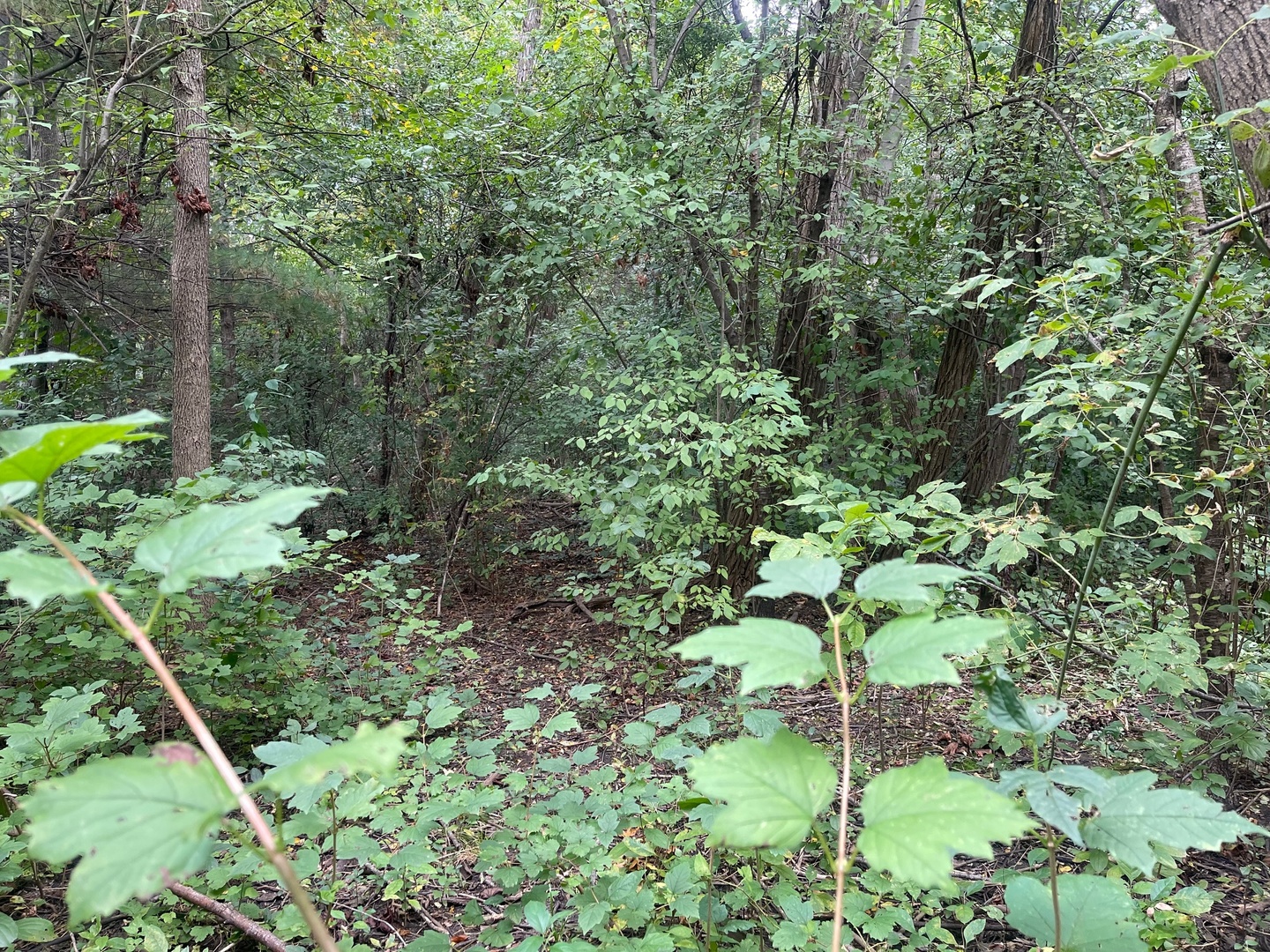 1351 North Sheridan Road Lake Forest, IL 60045 - Photo 3 of 9 a plant view in yard