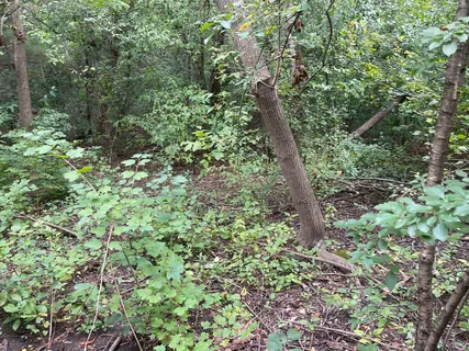 a close up of a tree in a garden