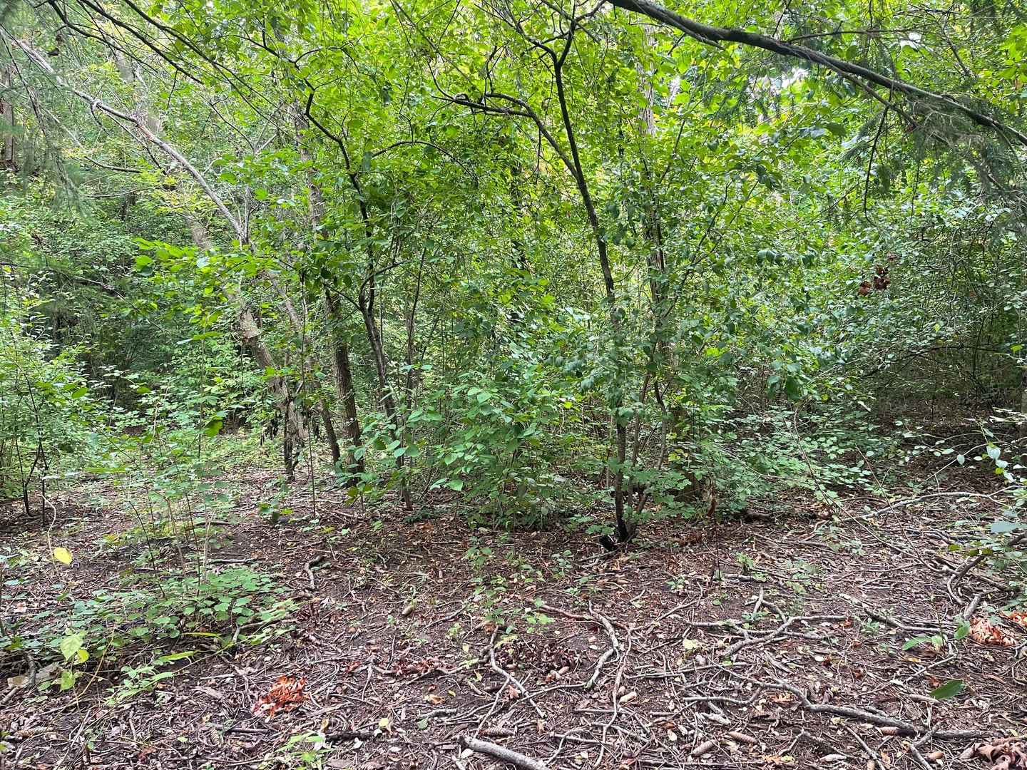 1351 North Sheridan Road Lake Forest, IL 60045 - Photo 5 of 9 a view of a large yard with lots of bushes