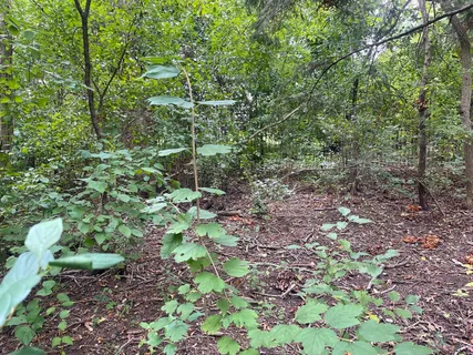 a view of a large yard with lots of green space