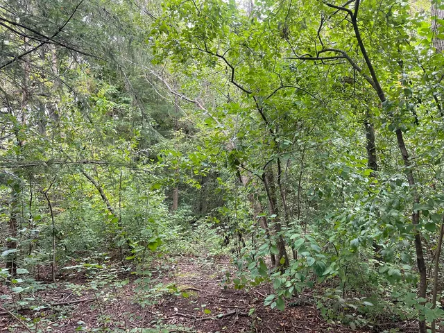 a view of a lush green forest