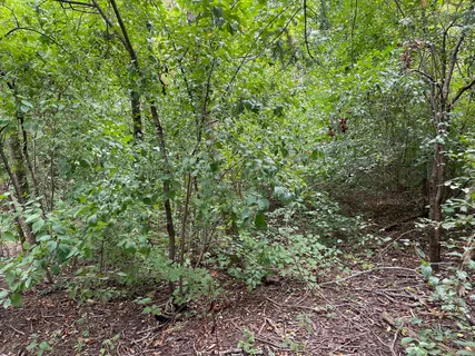 a view of a large yard with lots of green space