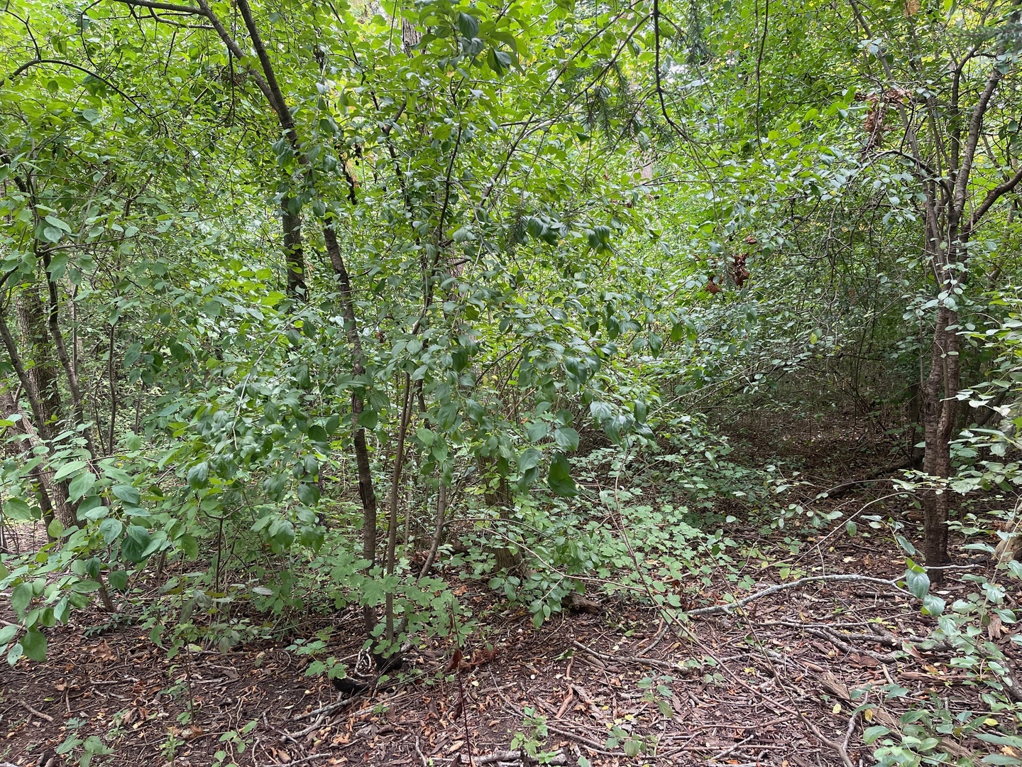 1351 North Sheridan Road Lake Forest, IL 60045 - Photo 8 of 9 a view of a large yard with lots of green space